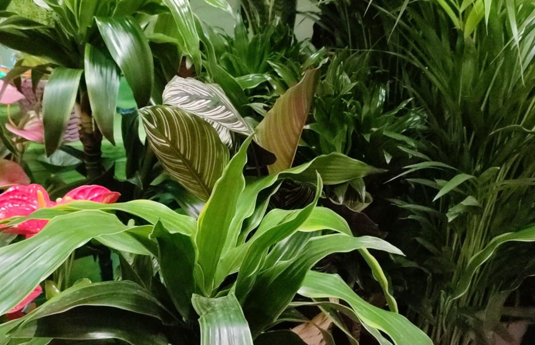 10 % Descompte plantes interior